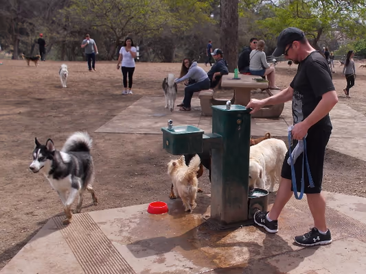 Nate's Point Off-Leash Dog Park photo 1